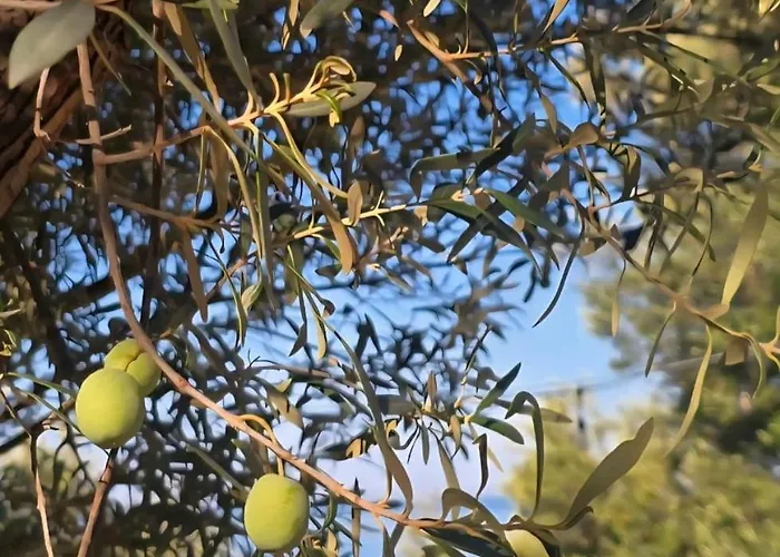 Luxury tent Cimarte The Path Lukove