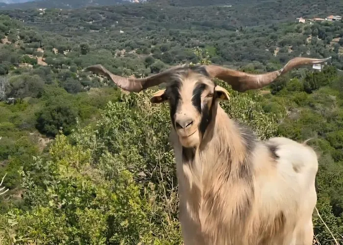 Luxury tent Cimarte The Path *